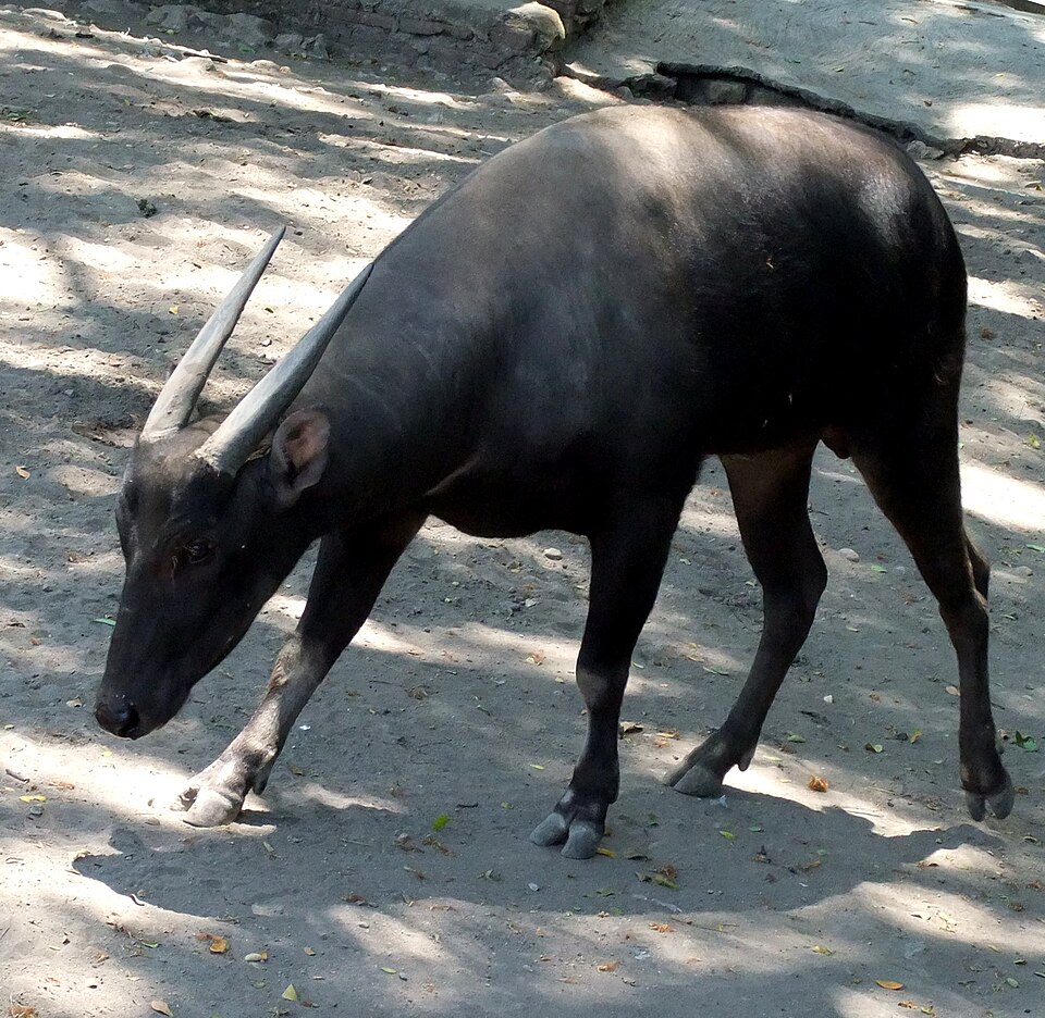 Anoa