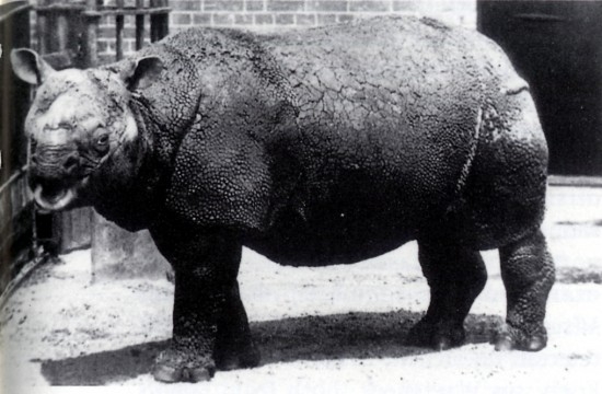 Javan rhinoceros