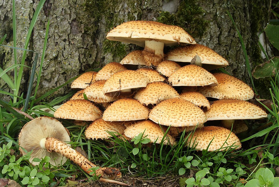 Mushroom