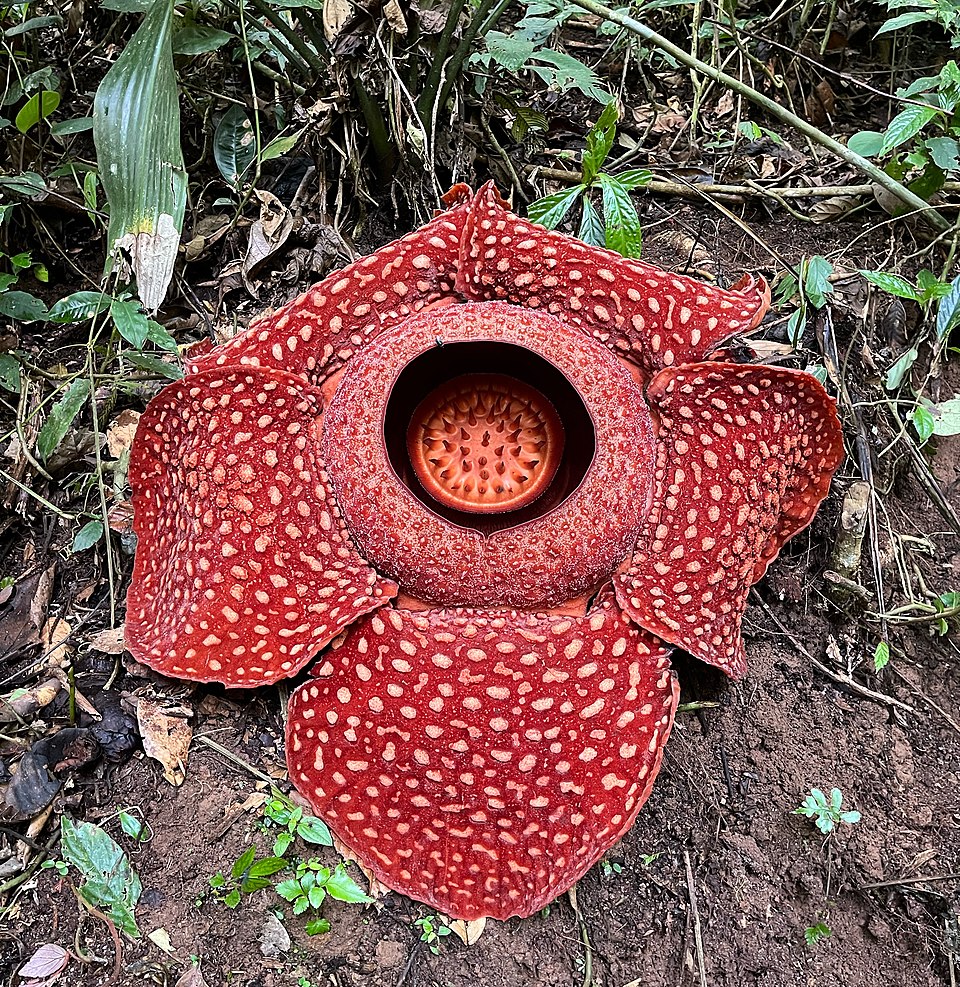 Rafflesia arnoldii