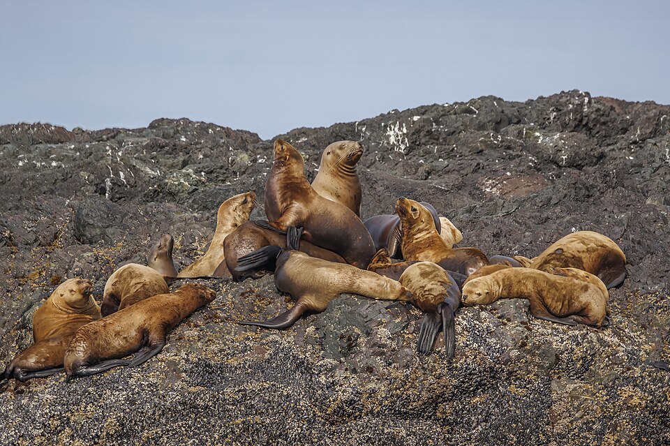 Sea lion