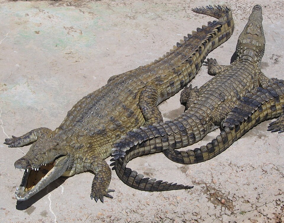 Nile crocodile