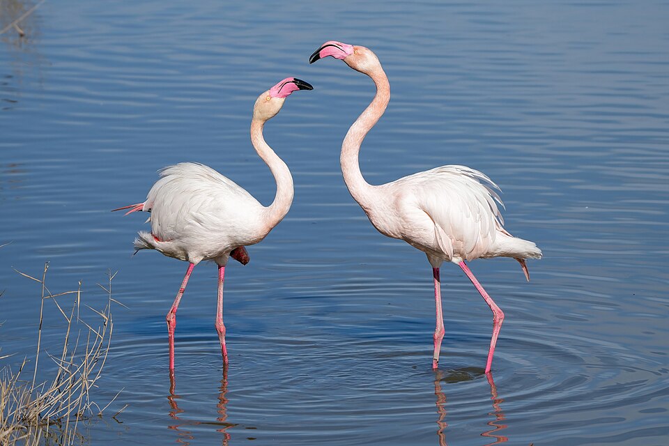 Greater flamingo