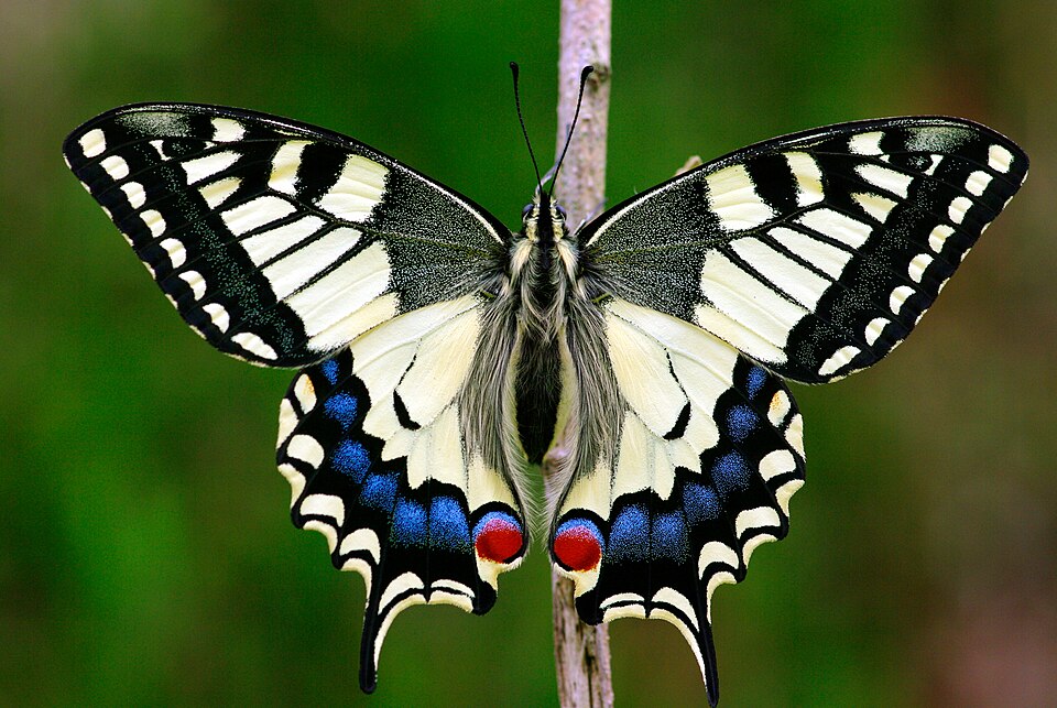 Papilio machaon