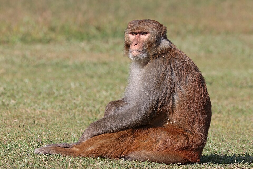 Rhesus macaque