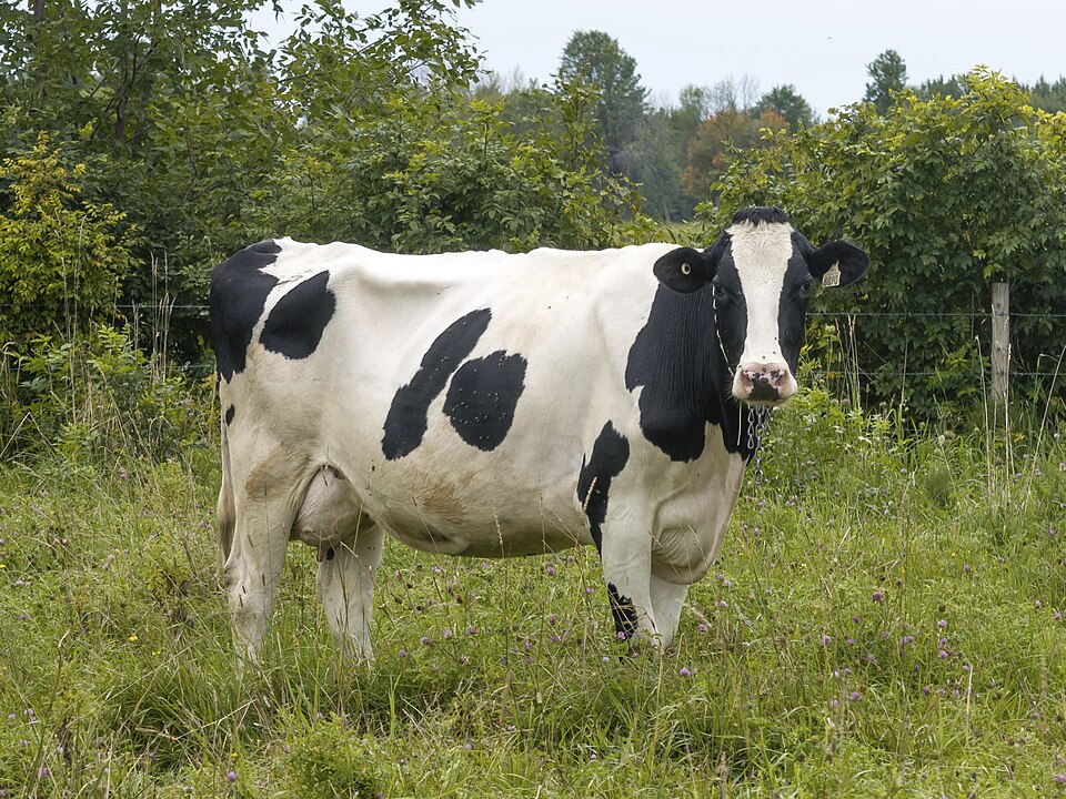 Holstein Friesian