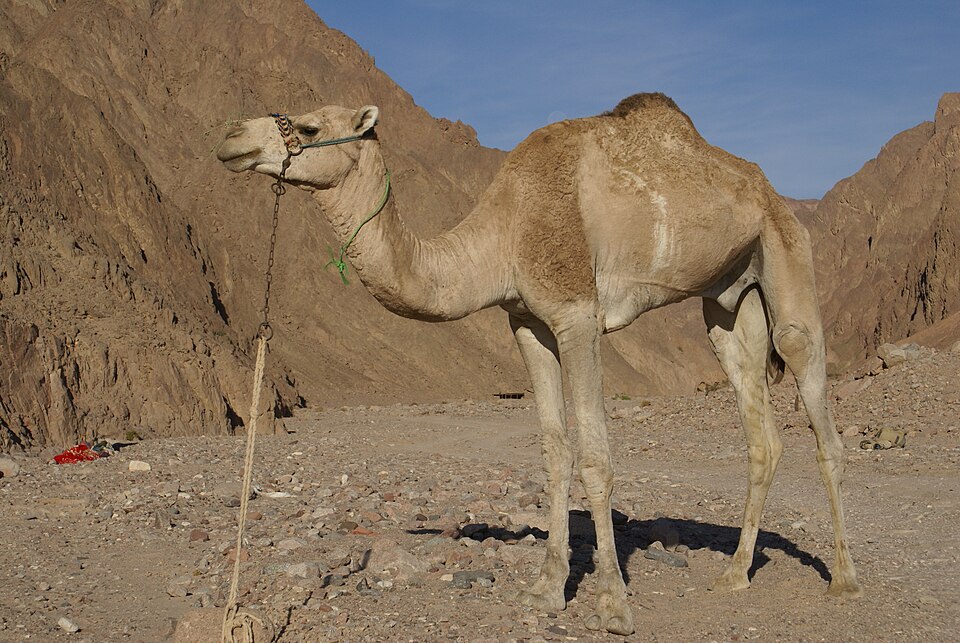 Dromedary