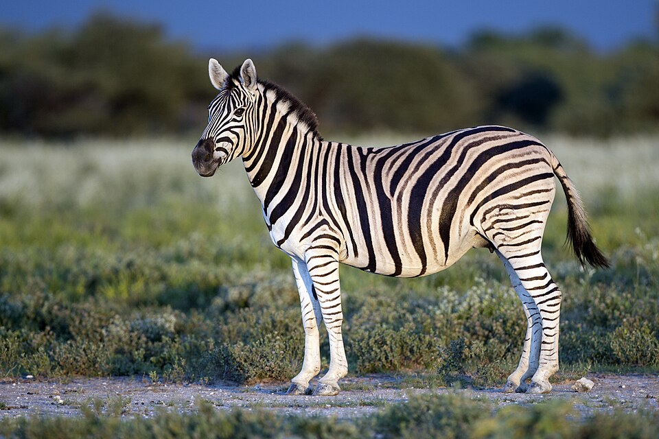 Plains zebra